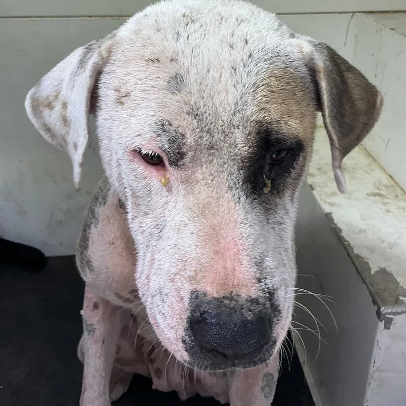 An adult medium-sized female Pit Bull Terrier dog named Solara for adoption in Pine Bluff, AR