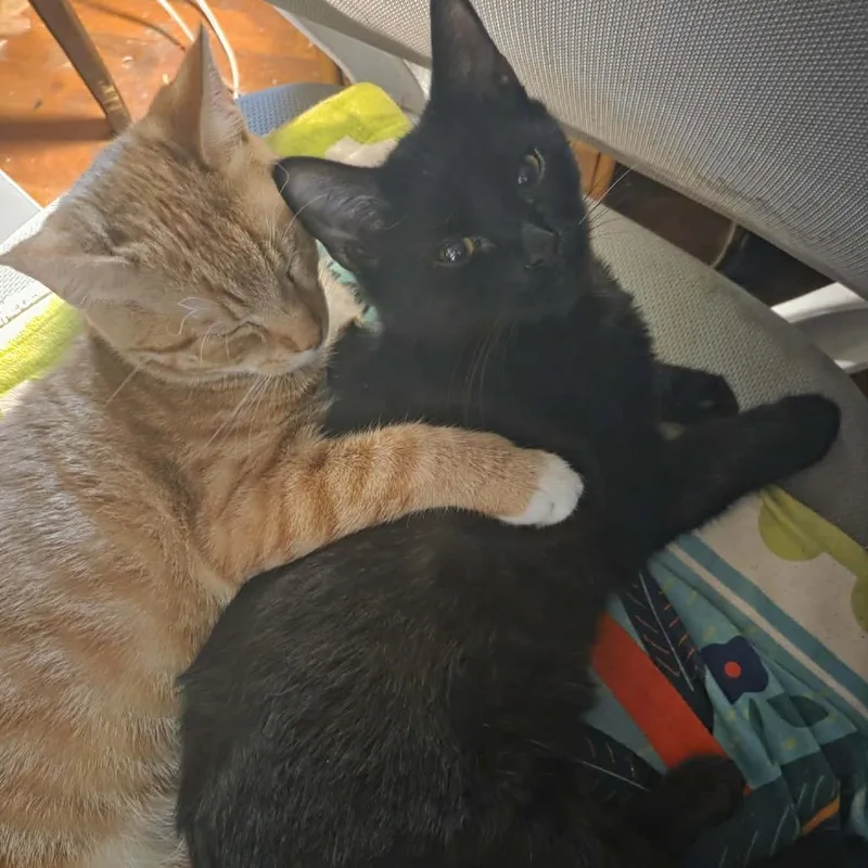 A young medium-sized male Black Domestic Short Hair cat named Blake for adoption in Lyndhurst, VA