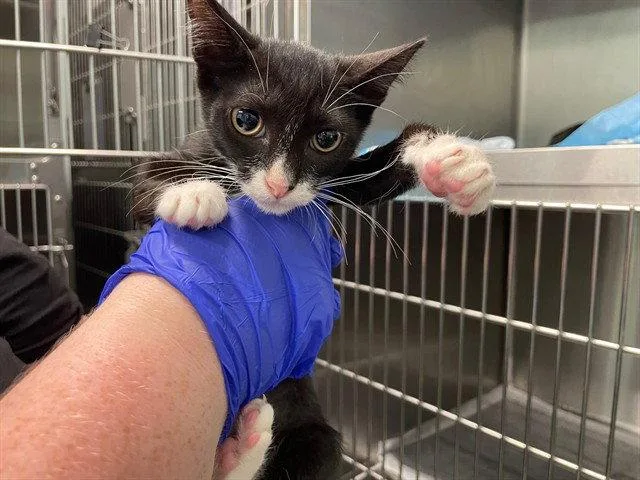 A baby small-sized female Black & White / Tuxedo Domestic Short Hair cat named Fedex for adoption in Tavares, FL