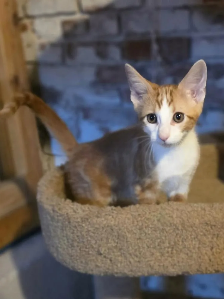 A baby small-sized male Tabby (Orange / Red) Domestic Short Hair cat named Trick for adoption in Metamora, IL
