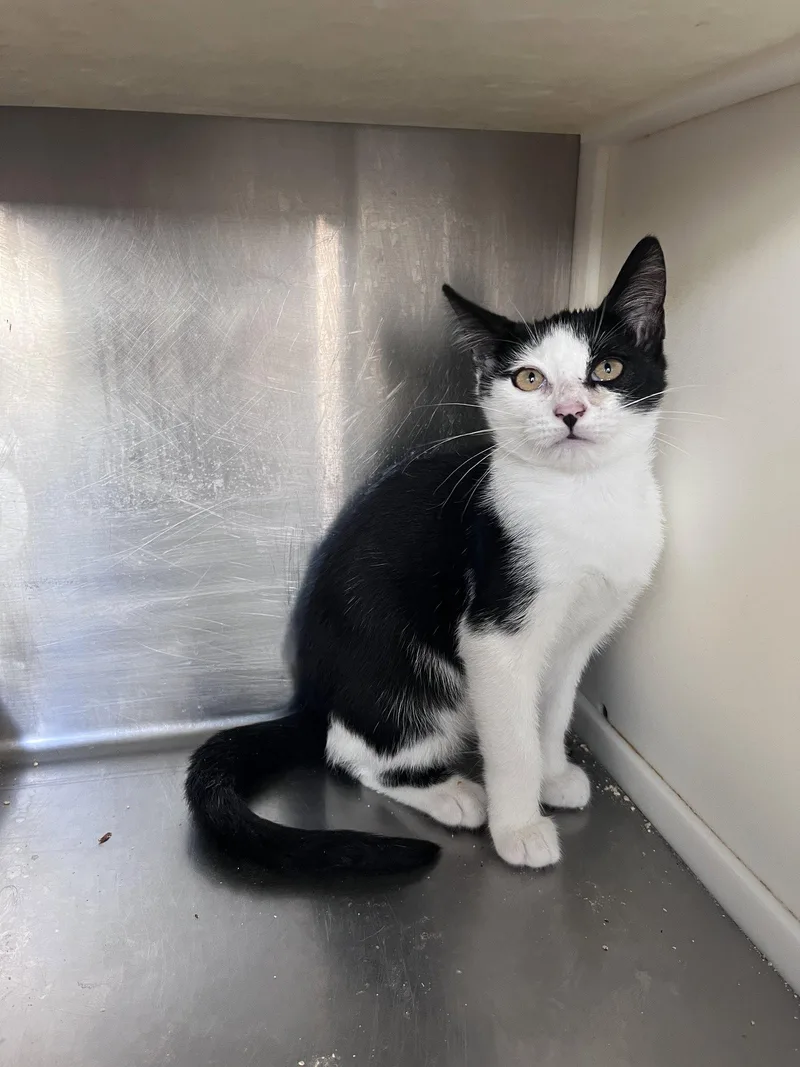 A young medium-sized male Black & White / Tuxedo Domestic Short Hair cat named Eli for adoption in Carrollton, GA