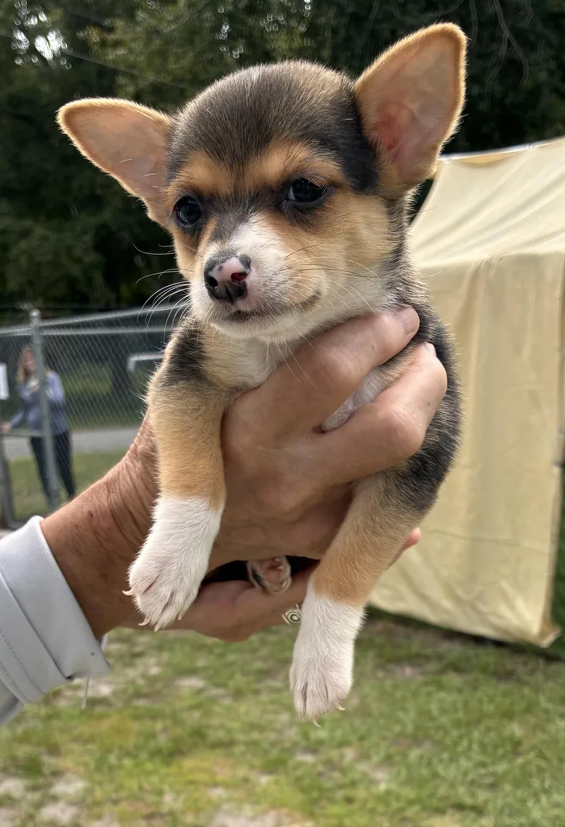 A baby small-sized female Brown / Chocolate Mixed Breed dog named Chia for adoption in Ruskin, FL