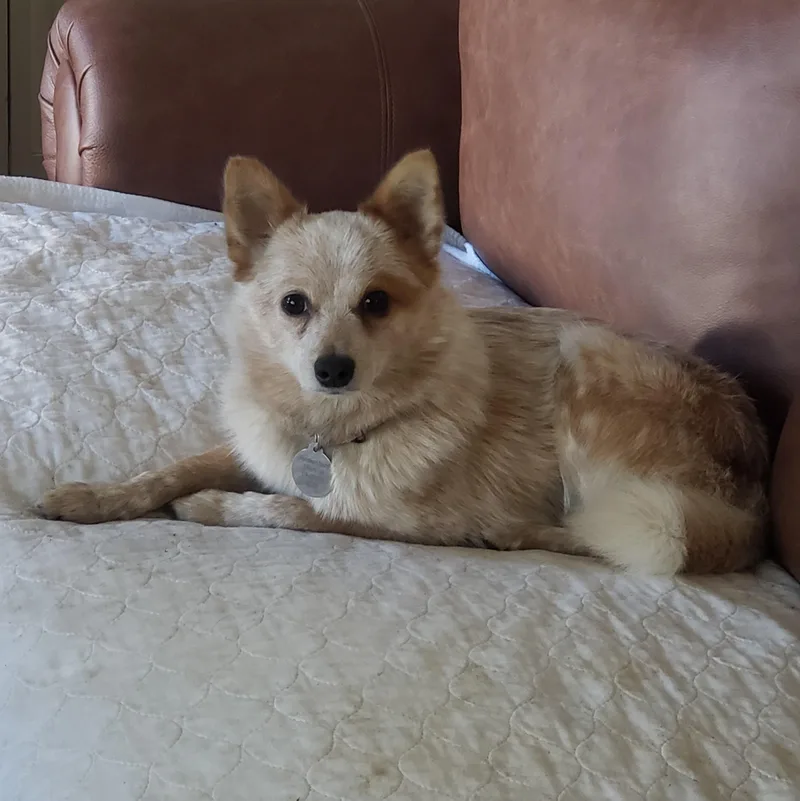 A young small-sized female Apricot / Beige Pomeranian dog named Sandy for adoption in Albany, NY