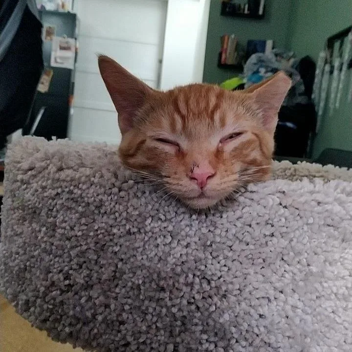 A young small-sized male Domestic Short Hair cat named Prince Donut for adoption in Fairfax, VA