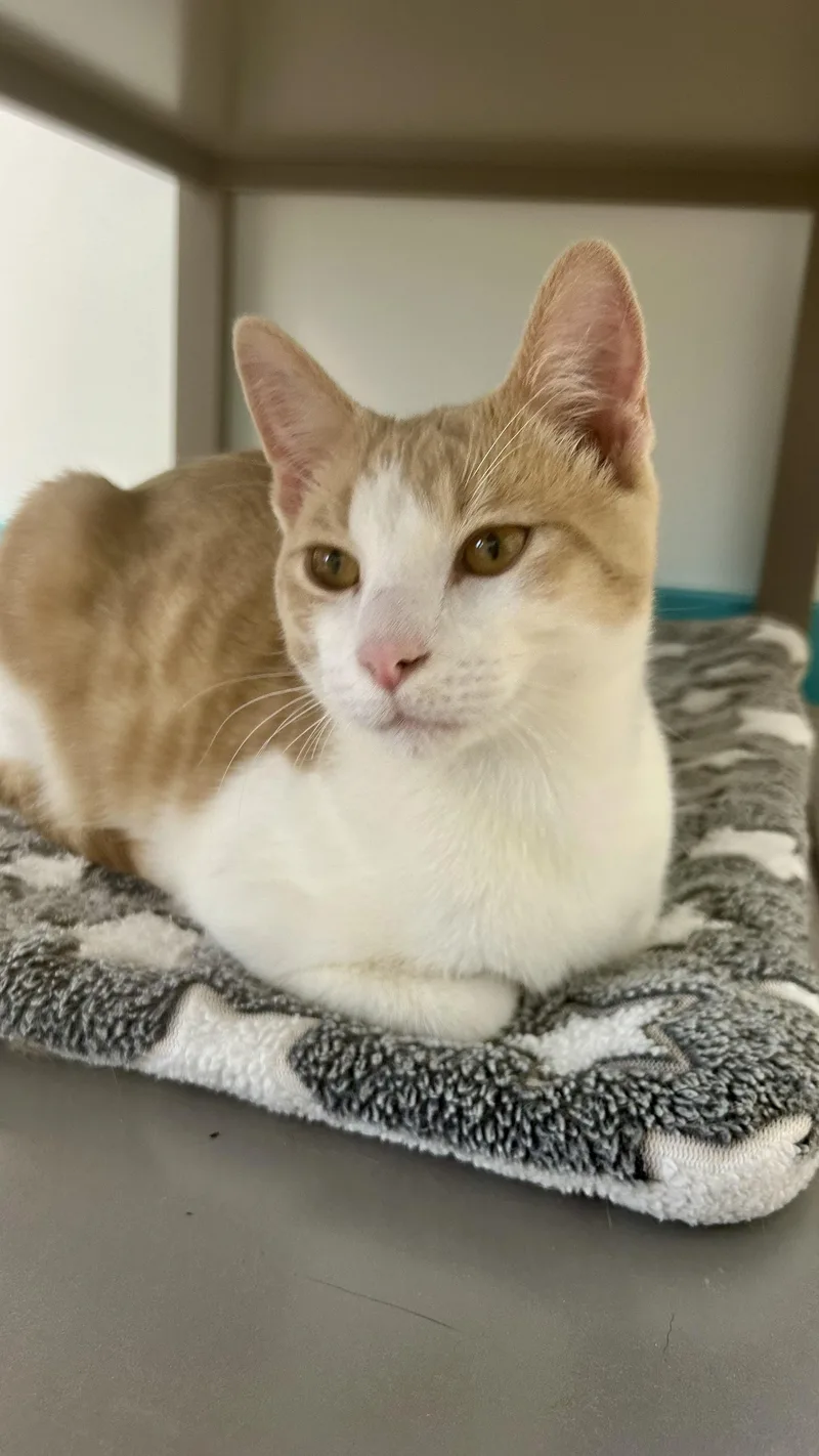 A baby medium-sized male Orange & White Domestic Short Hair cat named Frito for adoption in Grand Rapids, MI