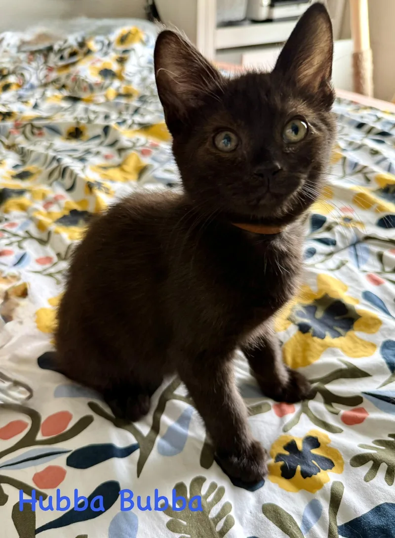 A baby small-sized male Domestic Medium Hair cat named Hubba Bubba for adoption in Lacona, NY