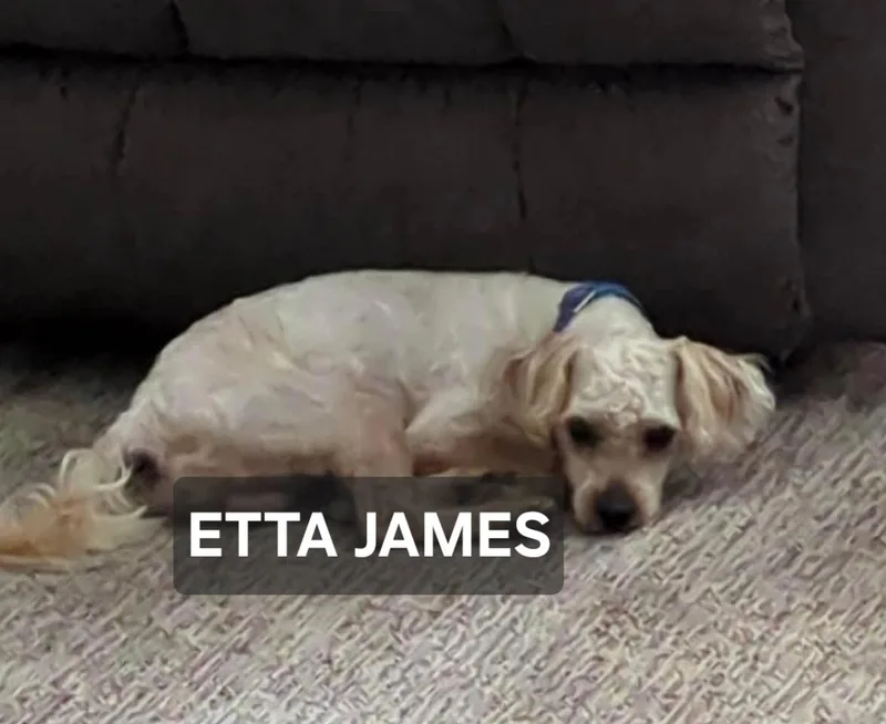 A senior small-sized female Shih Tzu dog named Etta James for adoption in Windom, MN