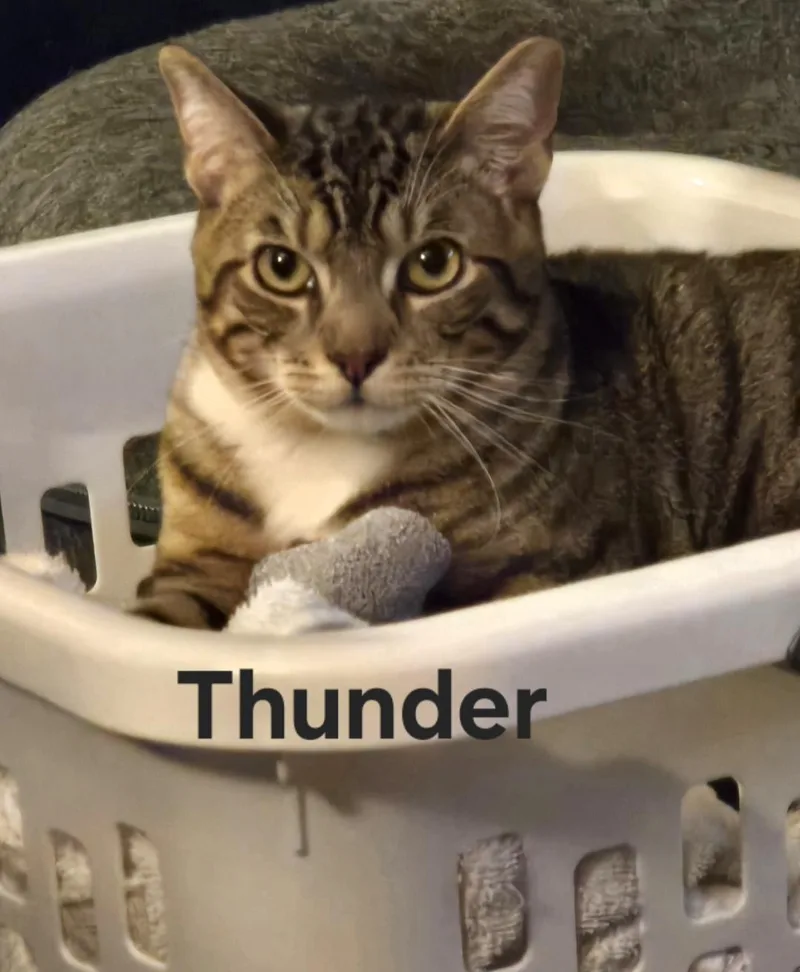 A young medium-sized male Tabby (Brown / Chocolate) Domestic Short Hair cat named Benny & Thunder for adoption in Orange, CA
