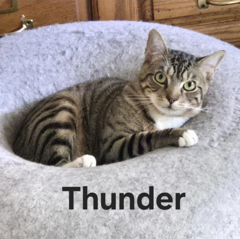 Benny & Thunder thumbnail 4