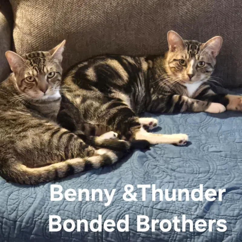 Benny & Thunder thumbnail 5