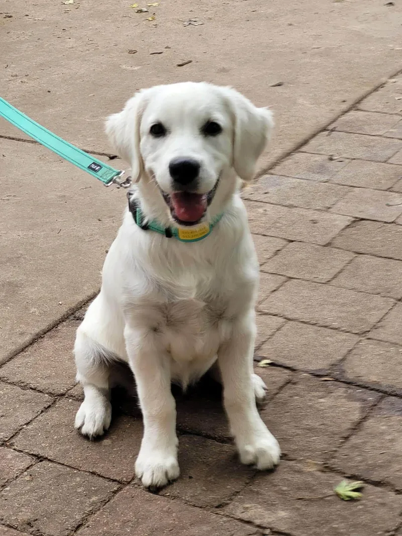 A baby large-sized female White / Cream Golden Retriever dog named Ivory for adoption in Waterville, OH