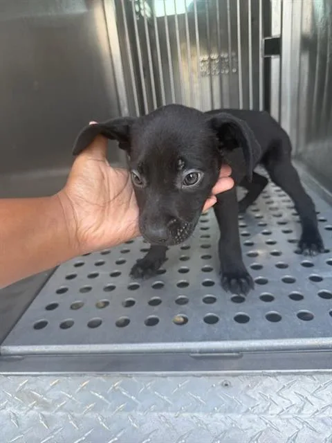 A baby large-sized female Mixed Breed dog named Donnie for adoption in Dallas, TX