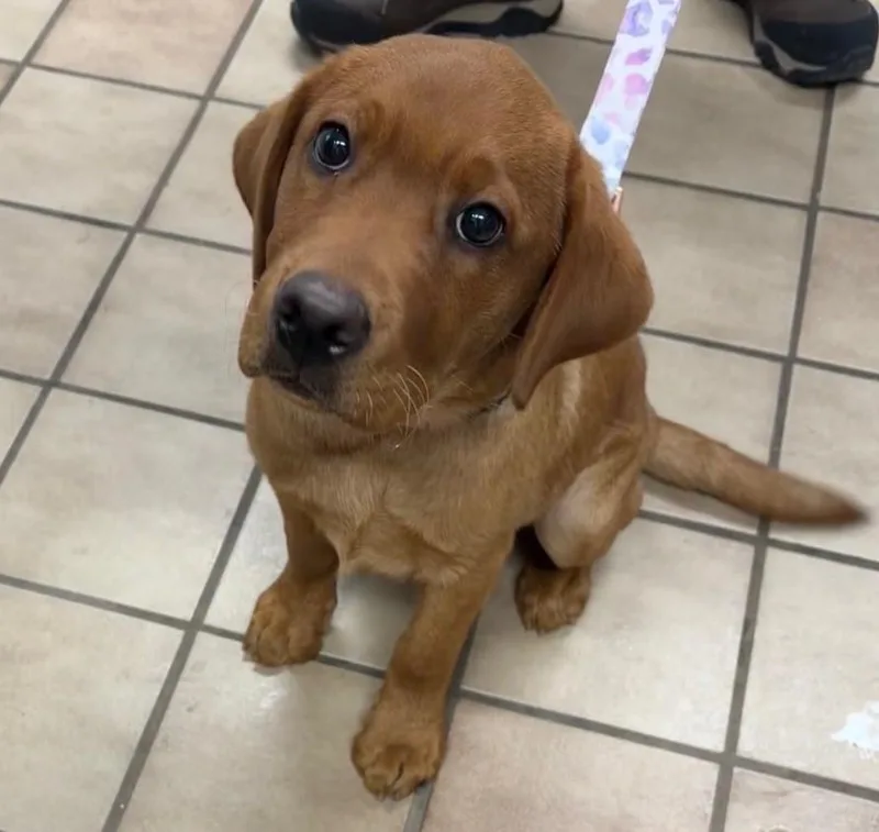 A baby medium-sized female Golden Labrador Retriever dog named Quinn for adoption in Edison, NJ