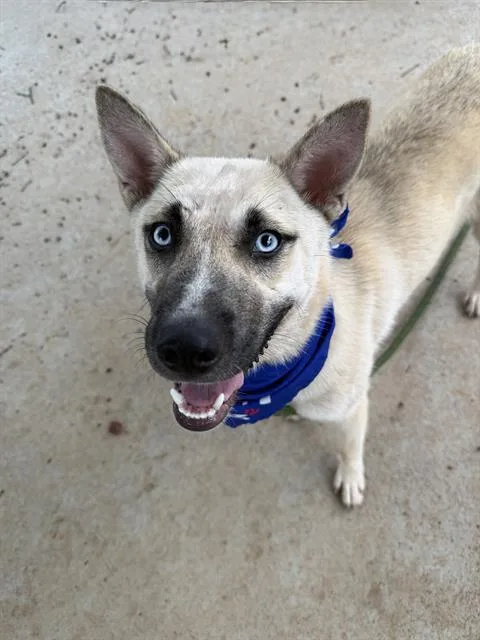 A young medium-sized female Husky dog named Saweetie for adoption in Charlotte, NC