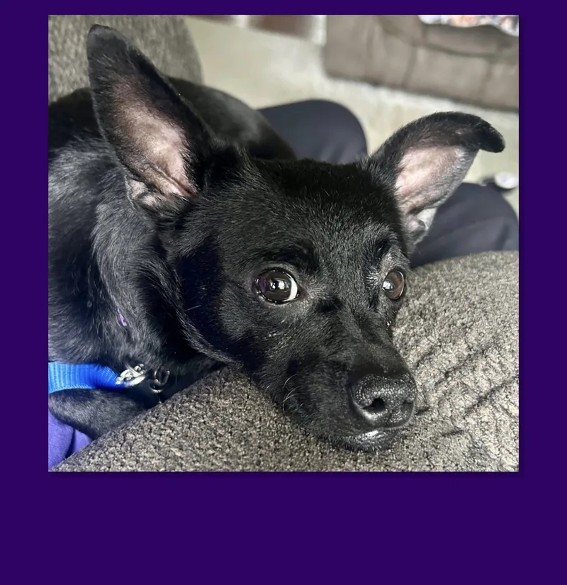A young small-sized male Black Chihuahua dog named White Paw for adoption in Westfield, NY
