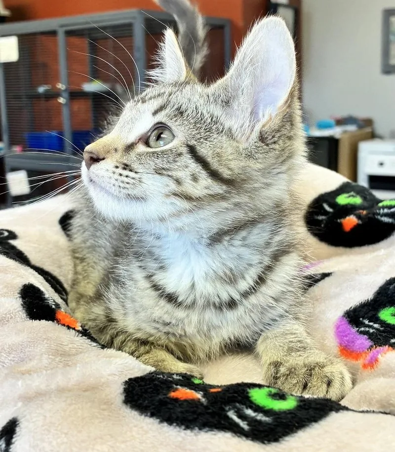 A baby medium-sized male Tabby (Gray / Blue / Silver) Domestic Short Hair cat named Over Easy for adoption in Mason City, IA