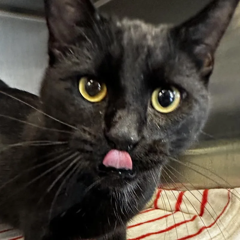 A young medium-sized male Black American Shorthair cat named Squeak for adoption in Manhattan, KS
