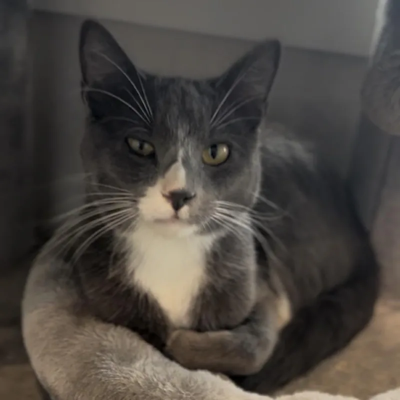 A young medium-sized male Gray / Blue / Silver Domestic Short Hair cat named Taco for adoption in Midland, TX