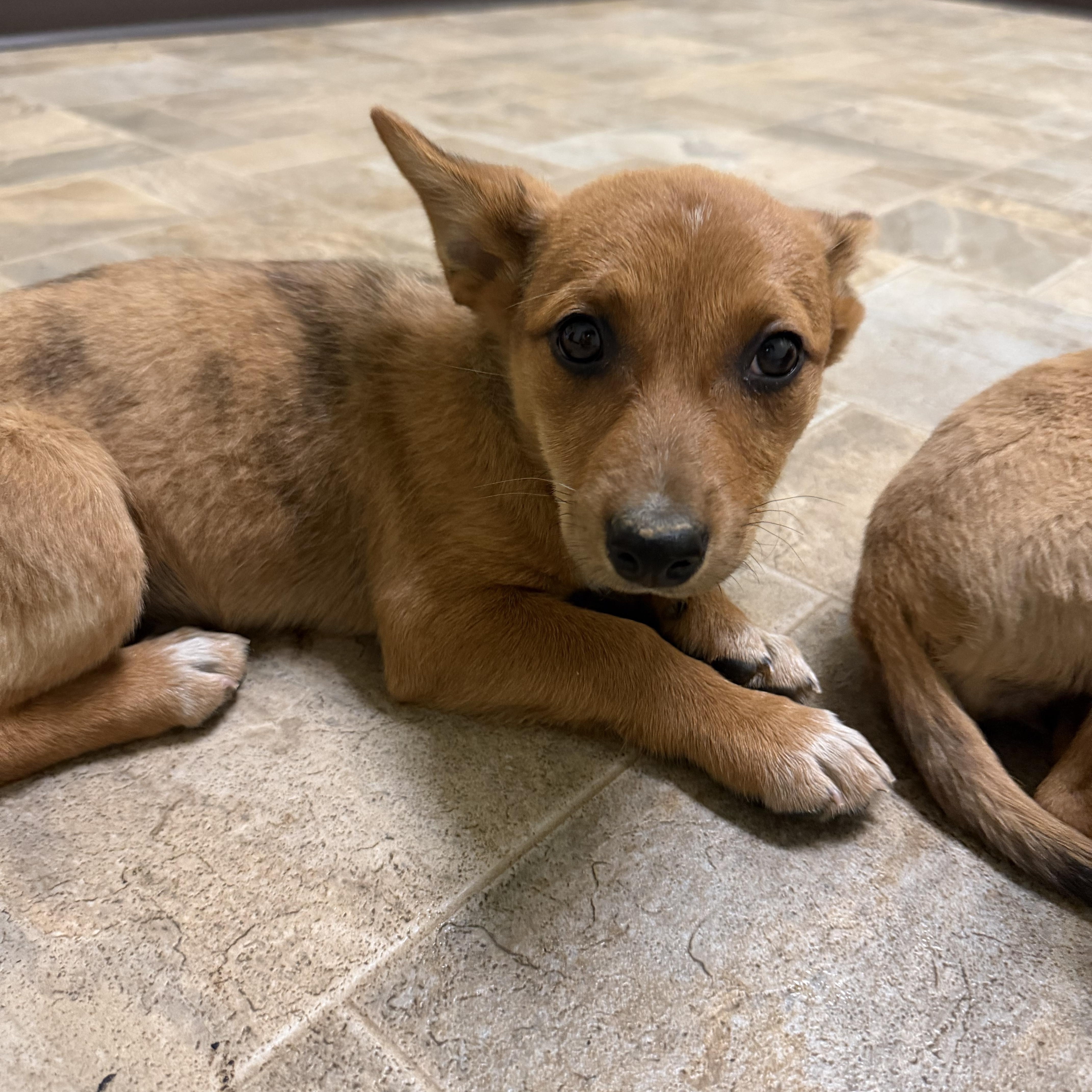 A baby small-sized female Red / Chestnut / Orange Chihuahua dog named Ariel for adoption in Dodgeville, WI