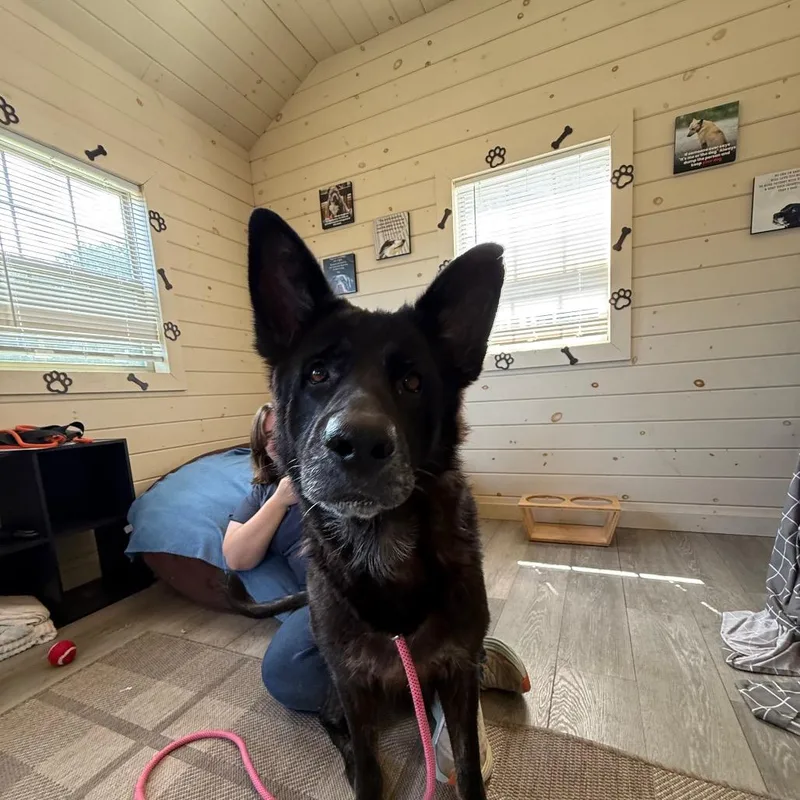 A senior large-sized female German Shepherd Dog dog named Akela for adoption in Birdsboro, PA