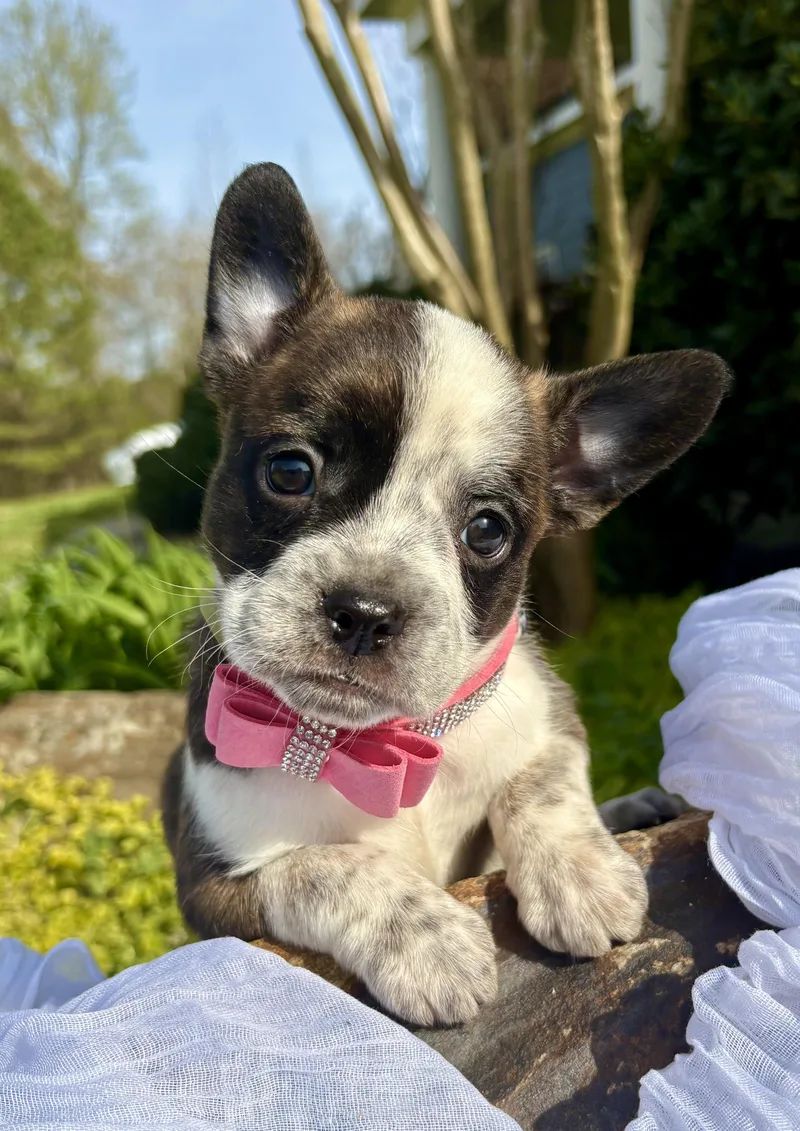 Brigitte thumbnail 2