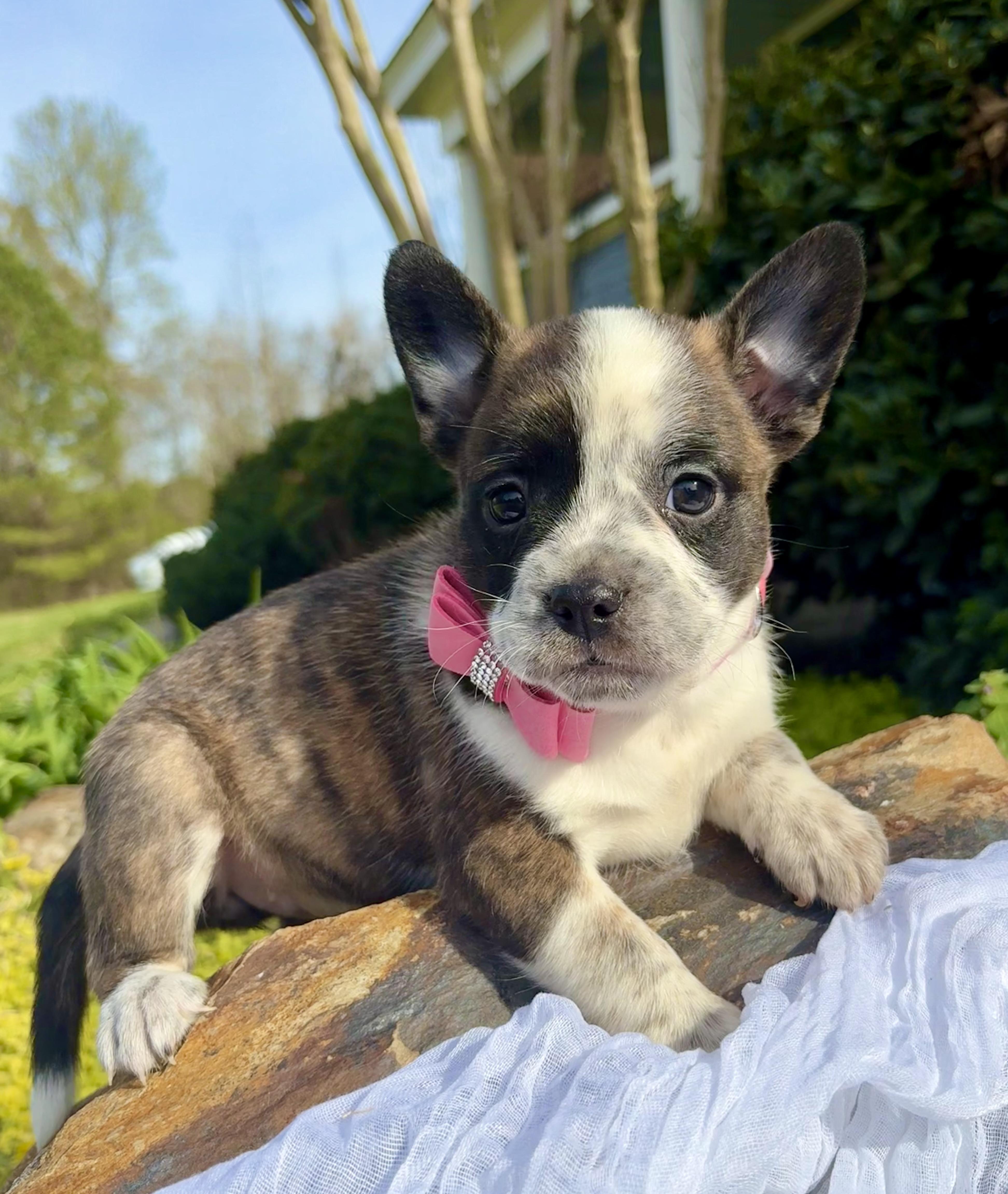 Brigitte thumbnail 3