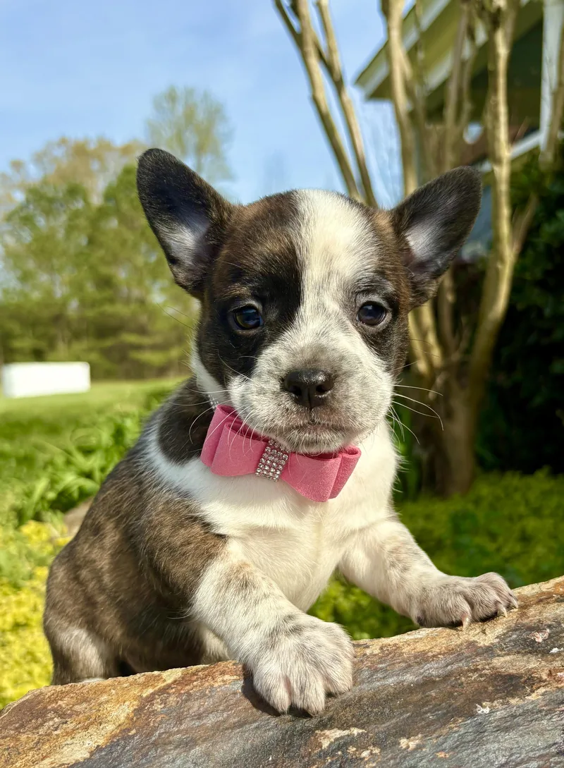 Brigitte thumbnail 4