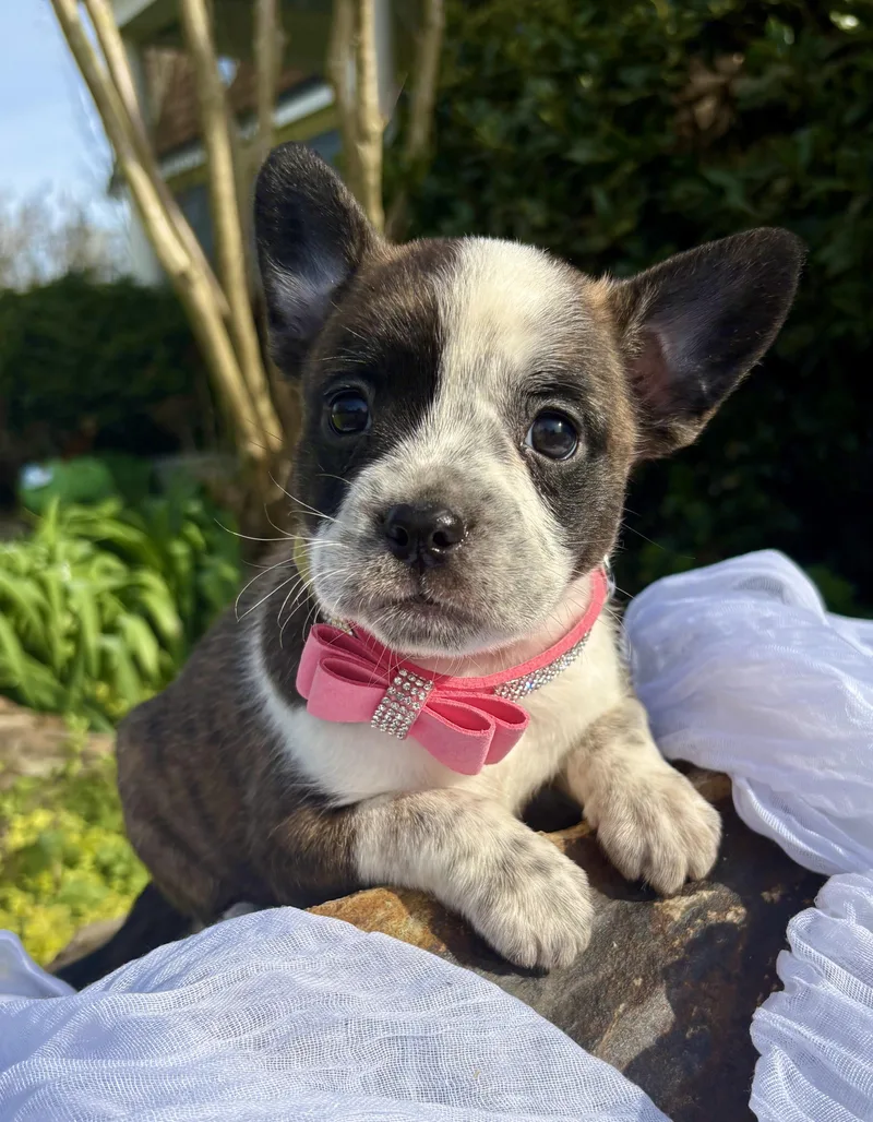 A baby small-sized female French Bulldog dog named Brigitte for adoption in Pittsboro, NC