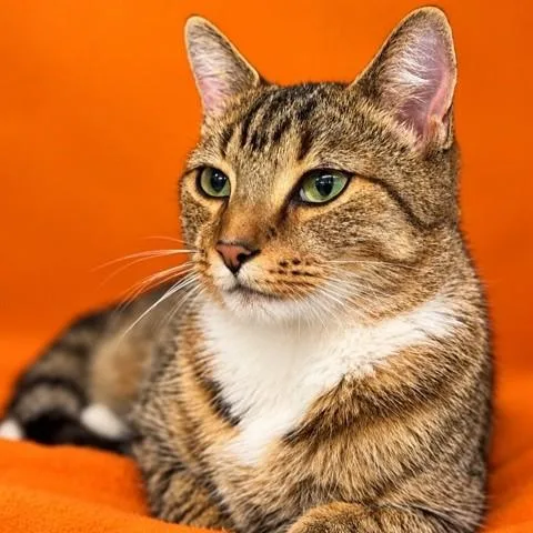 A young medium-sized female Domestic Short Hair cat named Harvest for adoption in Columbia, MD