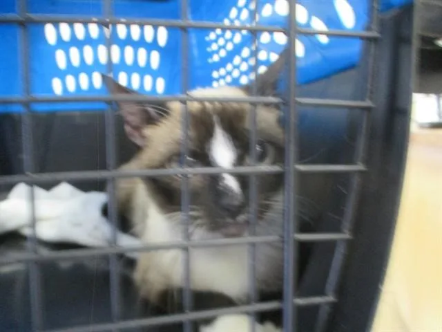 A young small-sized female Domestic Short Hair cat named Lucy for adoption in Ocala, FL