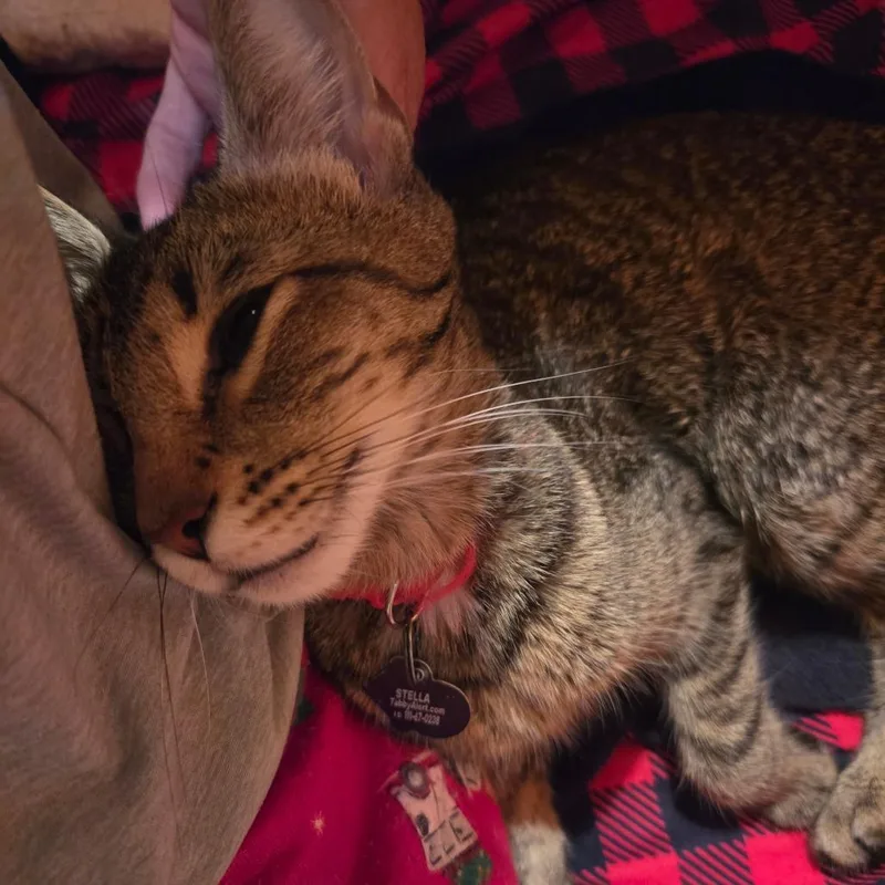 A young medium-sized female Brown / Chocolate Domestic Short Hair cat named Stella for adoption in La Grange, KY