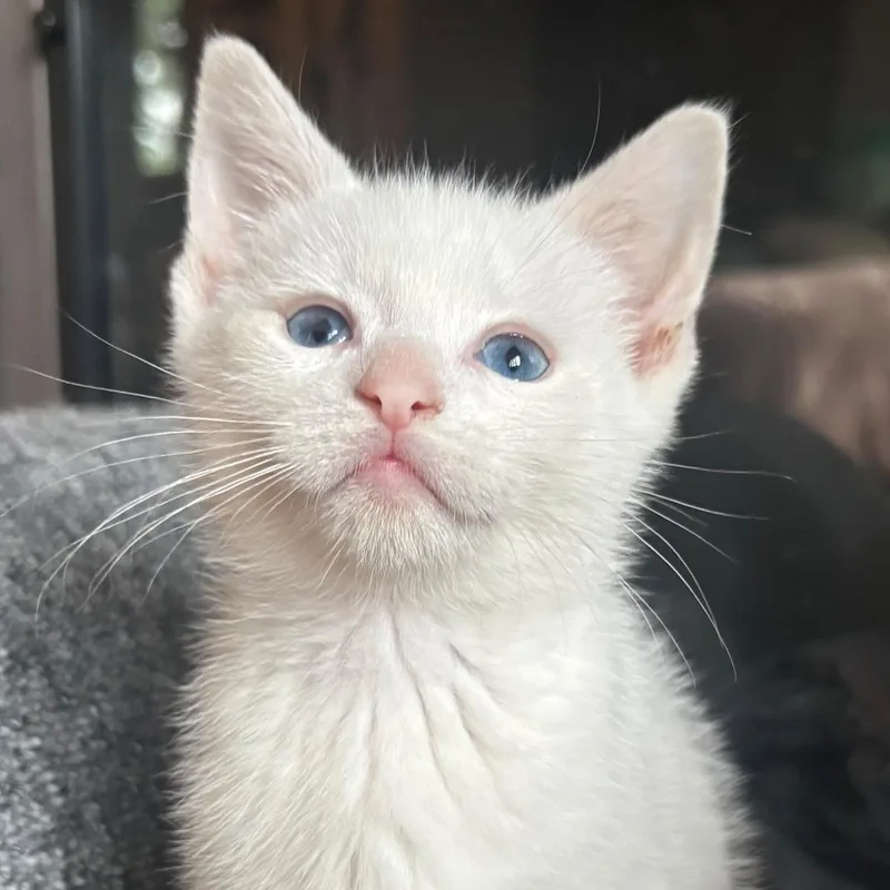 A baby medium-sized female White Domestic Short Hair cat named Kelby for adoption in Haddon Heights, NJ