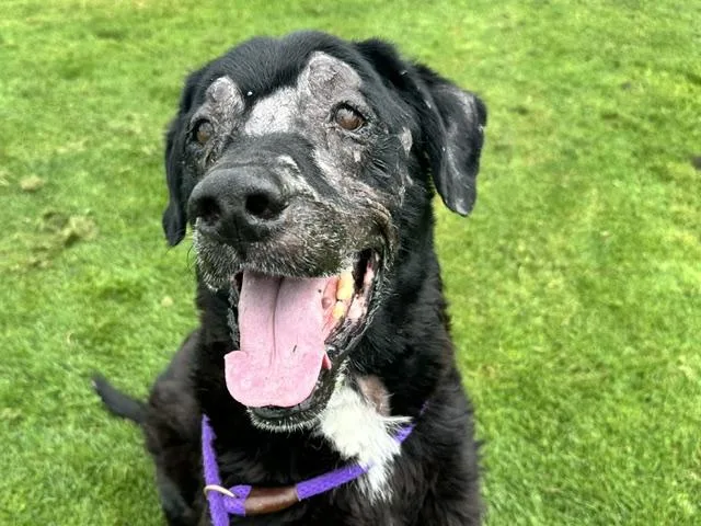 A senior small-sized male Labrador Retriever dog named Kwayah for adoption in Albuquerque, NM