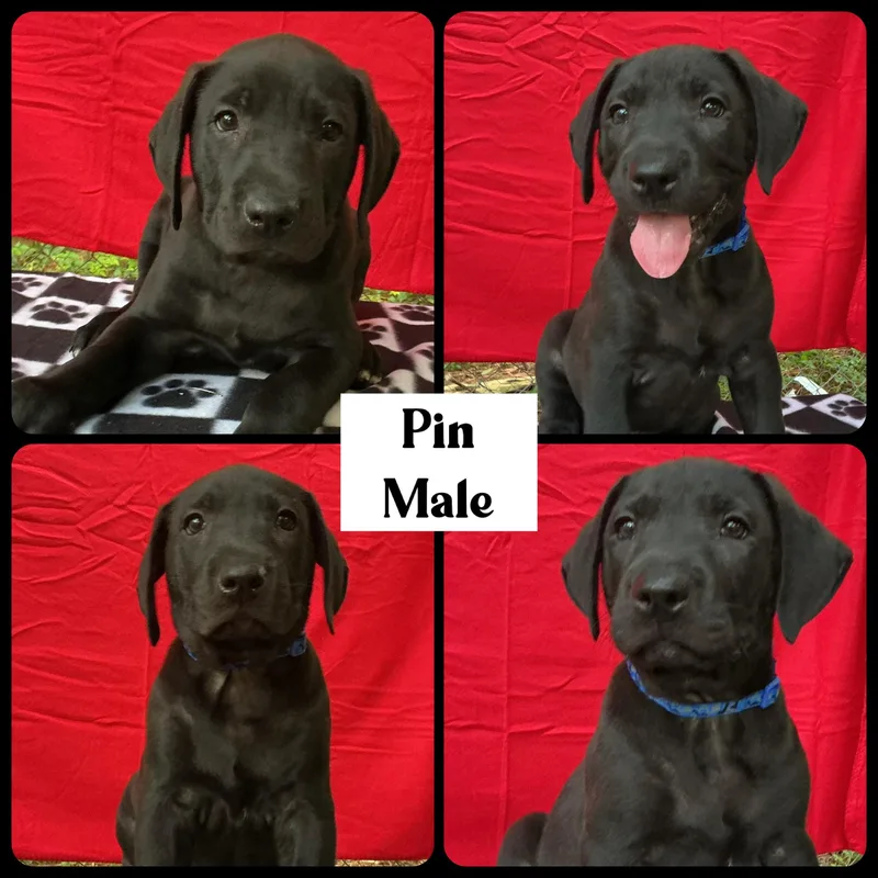 A baby large-sized male Black Labrador Retriever dog named Pin  "Duck" Litter for adoption in Warrington, PA