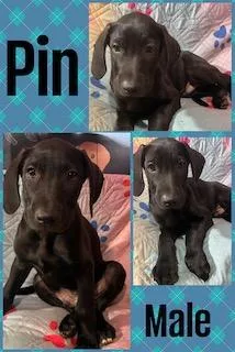 Pin  "Duck" Litter thumbnail 2