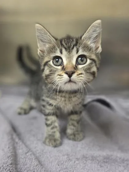 A baby small-sized male Domestic Short Hair cat named Sprite for adoption in Westland, MI