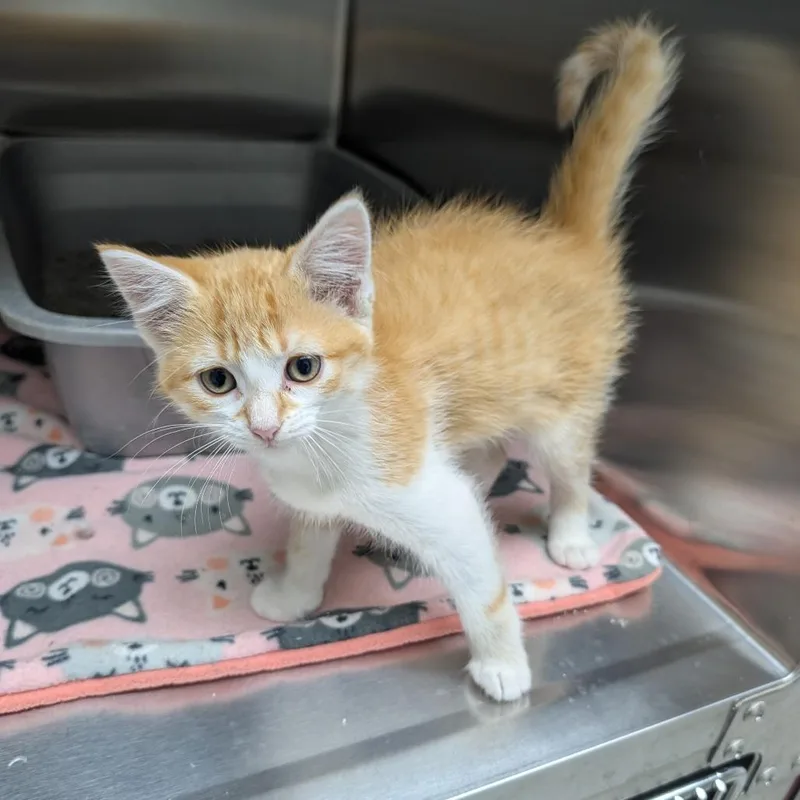 A baby small-sized female Orange / Red Domestic Short Hair cat named Guppie for adoption in Detroit Lakes, MN