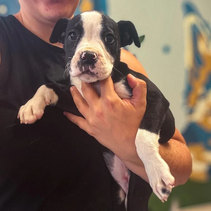 A baby small-sized female Black Mixed Breed dog named Trixie for adoption in Springboro, OH