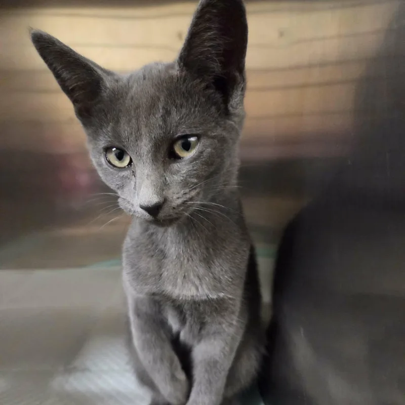 A young medium-sized female Gray / Blue / Silver Russian Blue cat named Fae for adoption in Lancaster, KY