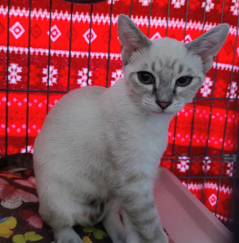 A baby small-sized female Cream Point Siamese cat named Rachel for adoption in Raritan, NJ