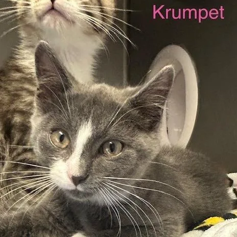 Krumpet