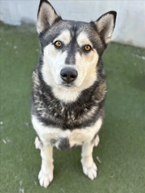 An adult large-sized male Siberian Husky dog named Apollo for adoption in Los Angeles, CA