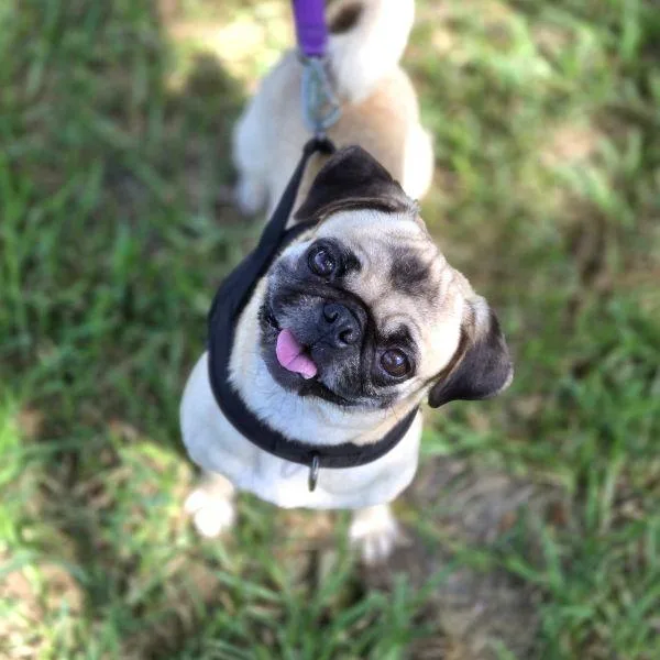 A young small-sized female Yellow / Tan / Blond / Fawn Pug dog named Vanessa for adoption in Alvin, TX