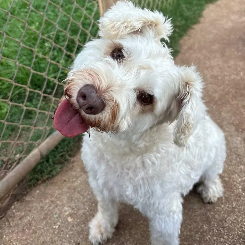 An adult small-sized male White / Cream Schnauzer dog named Gus for adoption in Fredericksburg, TX