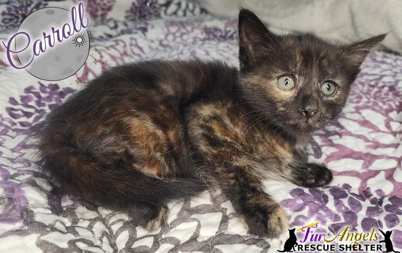 A baby medium-sized female Tortoiseshell Domestic Short Hair cat named Carroll for adoption in Toledo, OH