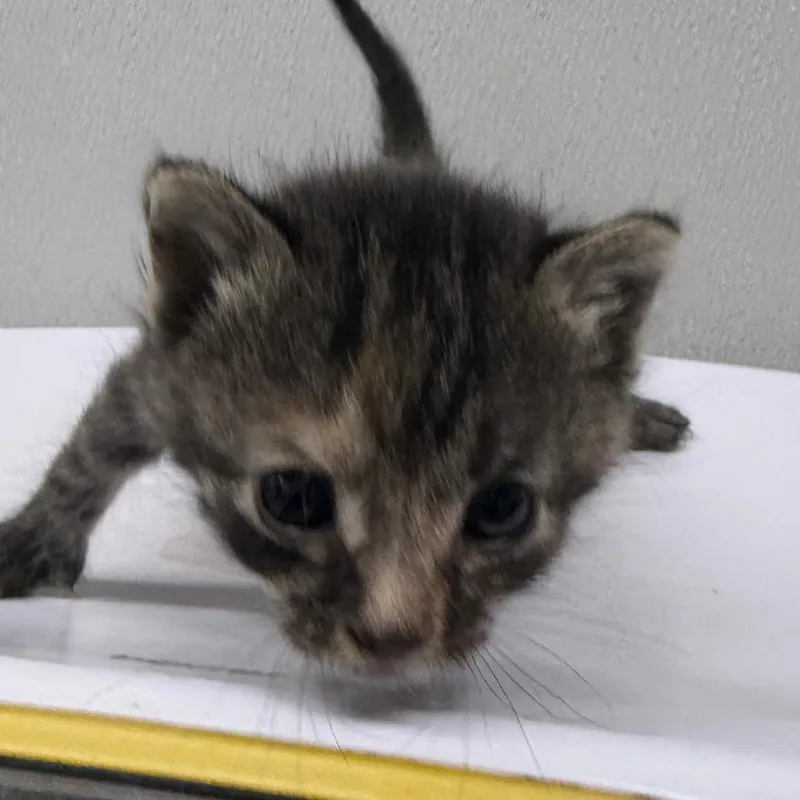 A baby small-sized female Gray / Blue / Silver Domestic Short Hair cat named Star for adoption in Tampa, FL