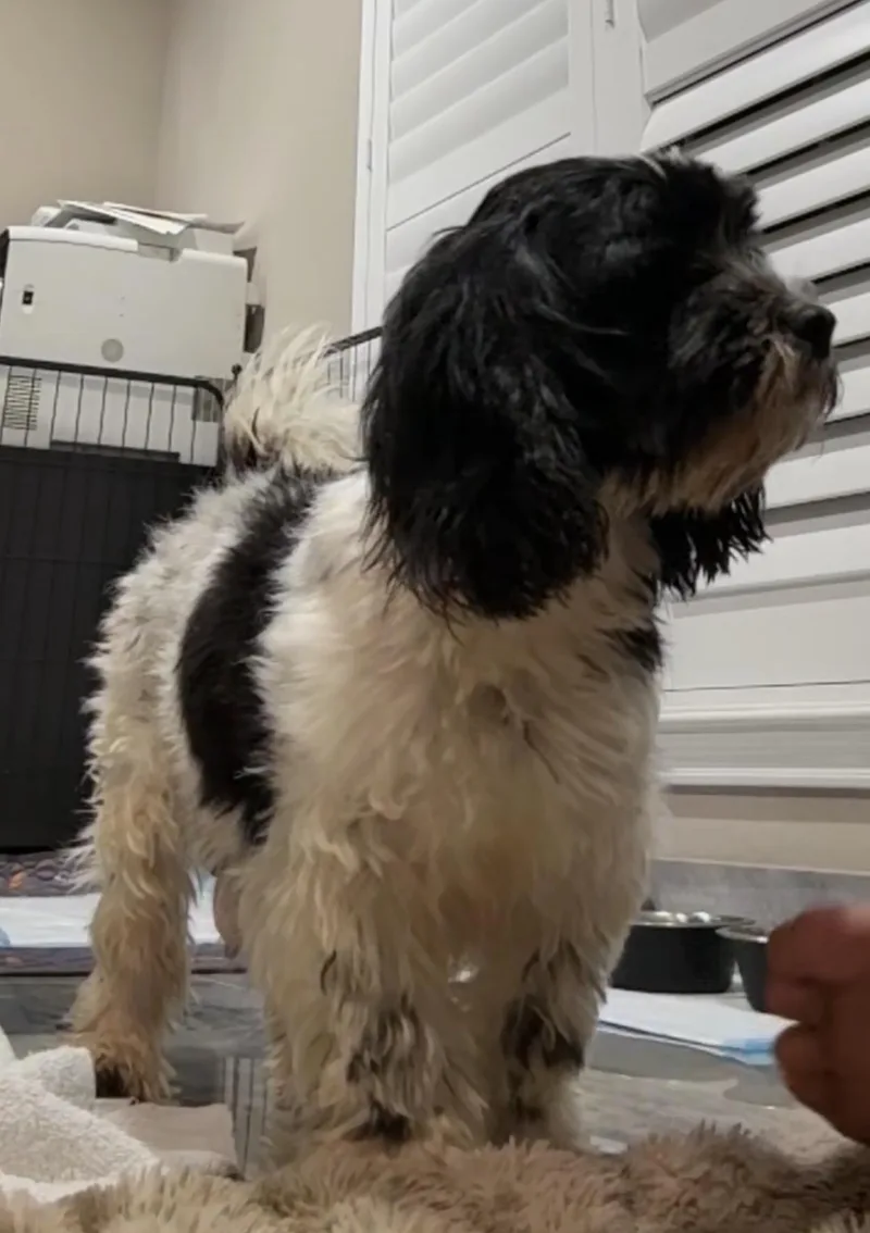 Mochi thumbnail 4