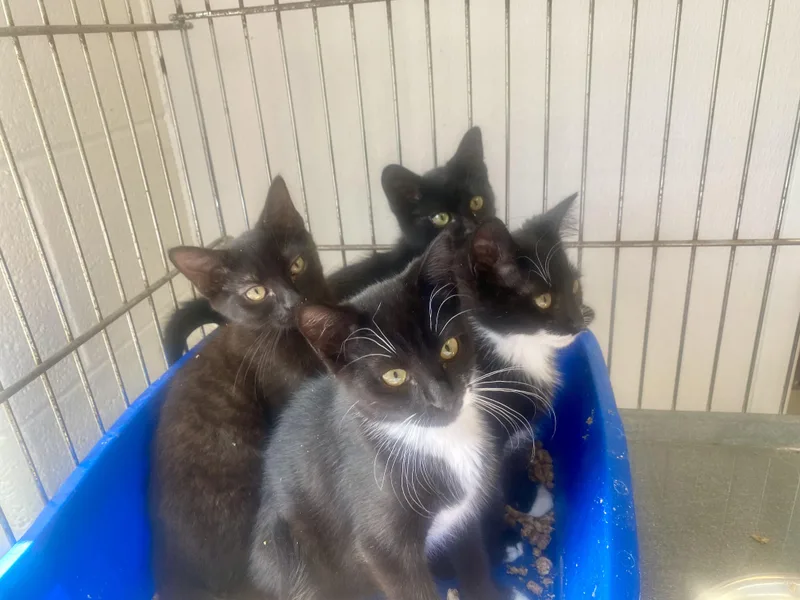A baby small-sized male Black Domestic Short Hair cat named Rocket  Star  for adoption in King George, VA