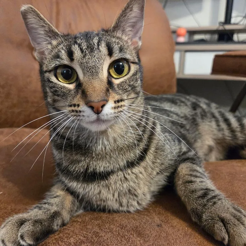 A young small-sized female Brown / Chocolate Domestic Short Hair cat named Bonx for adoption in Los Angeles, CA