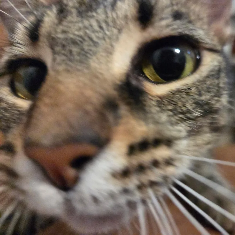 Bonx thumbnail 3